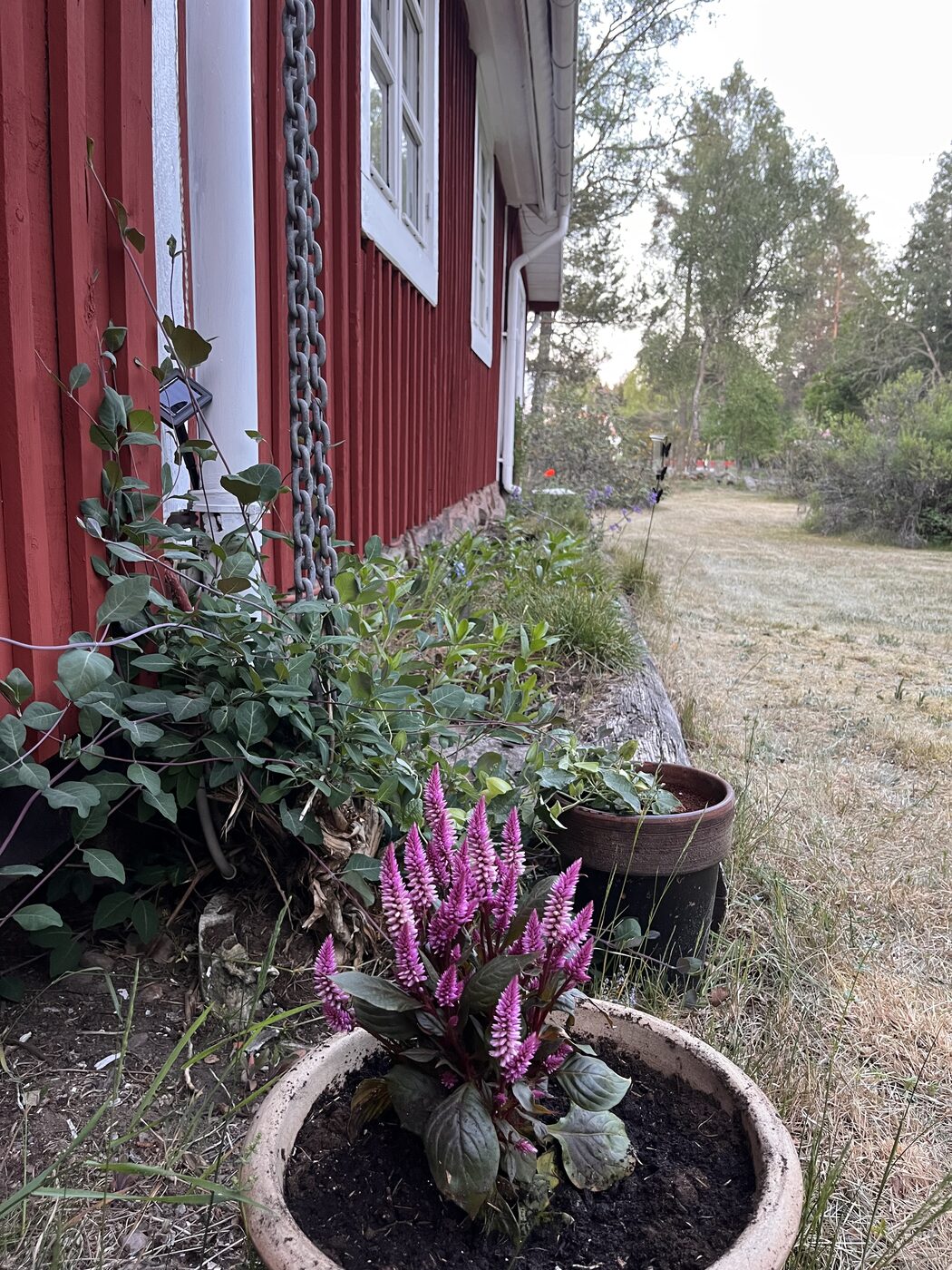 Blühender Topf vor rotem Haus