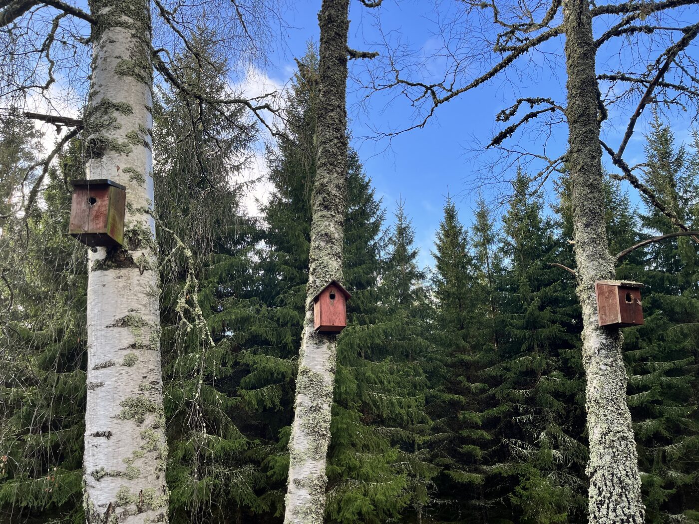 Vogelhäuser an Birken